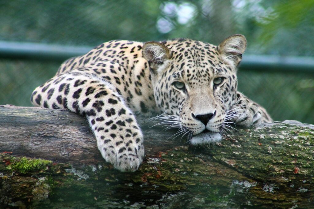 Leopard (Panthera Pardus)