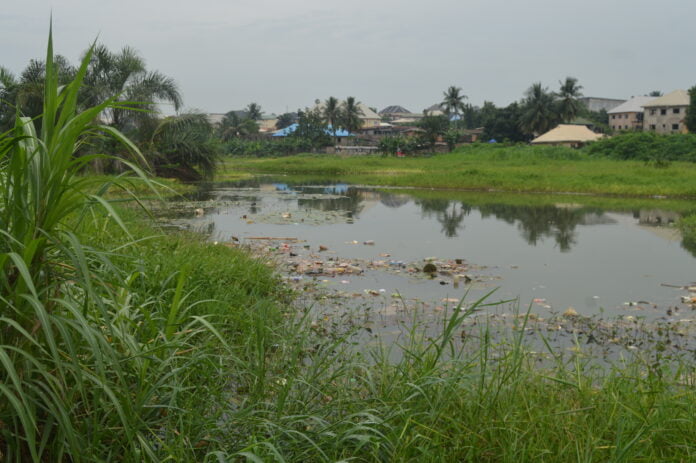 green vegetables by riverside