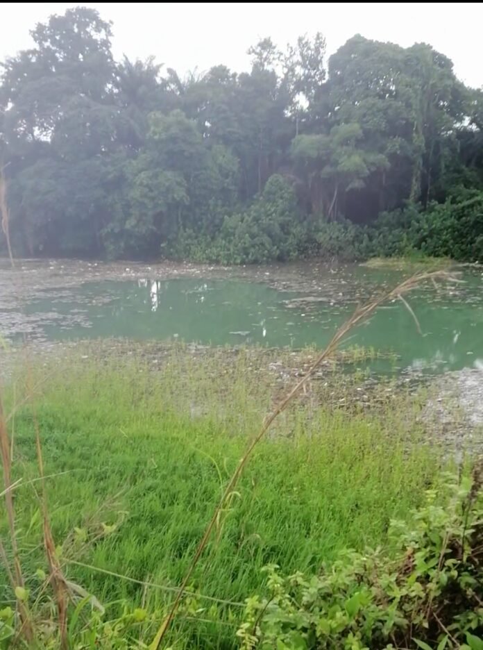 The thick forest surrounding the sacred source of Nworie River in Egbeada, accessible only to the chief priest.