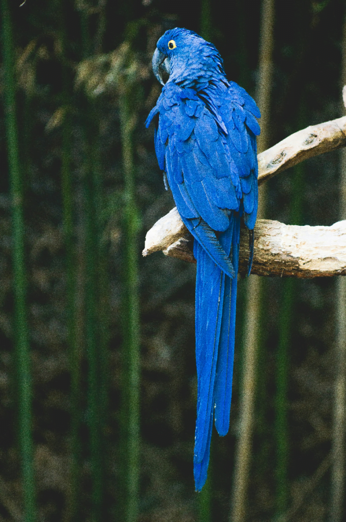 HYACINTH MACAW, THE LARGEST FLYING PARROT