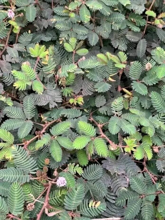 mimosa pudica also known as the shy plant or touch me not or touch sensitive plant mimosa pudica a touch sensitive plant common in some parts of Africa, Asia and south America