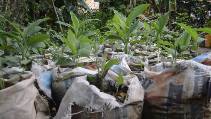 ginger and tumeric plantation. Ginger very medicinal and also a good flavor for meals and fries